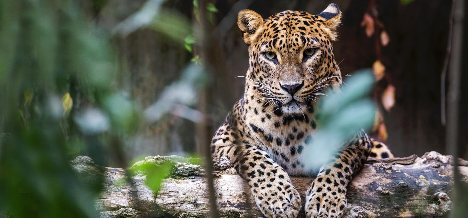 07Notti / 08Giorni Sri Lanka Tour con Yala National Park – HB